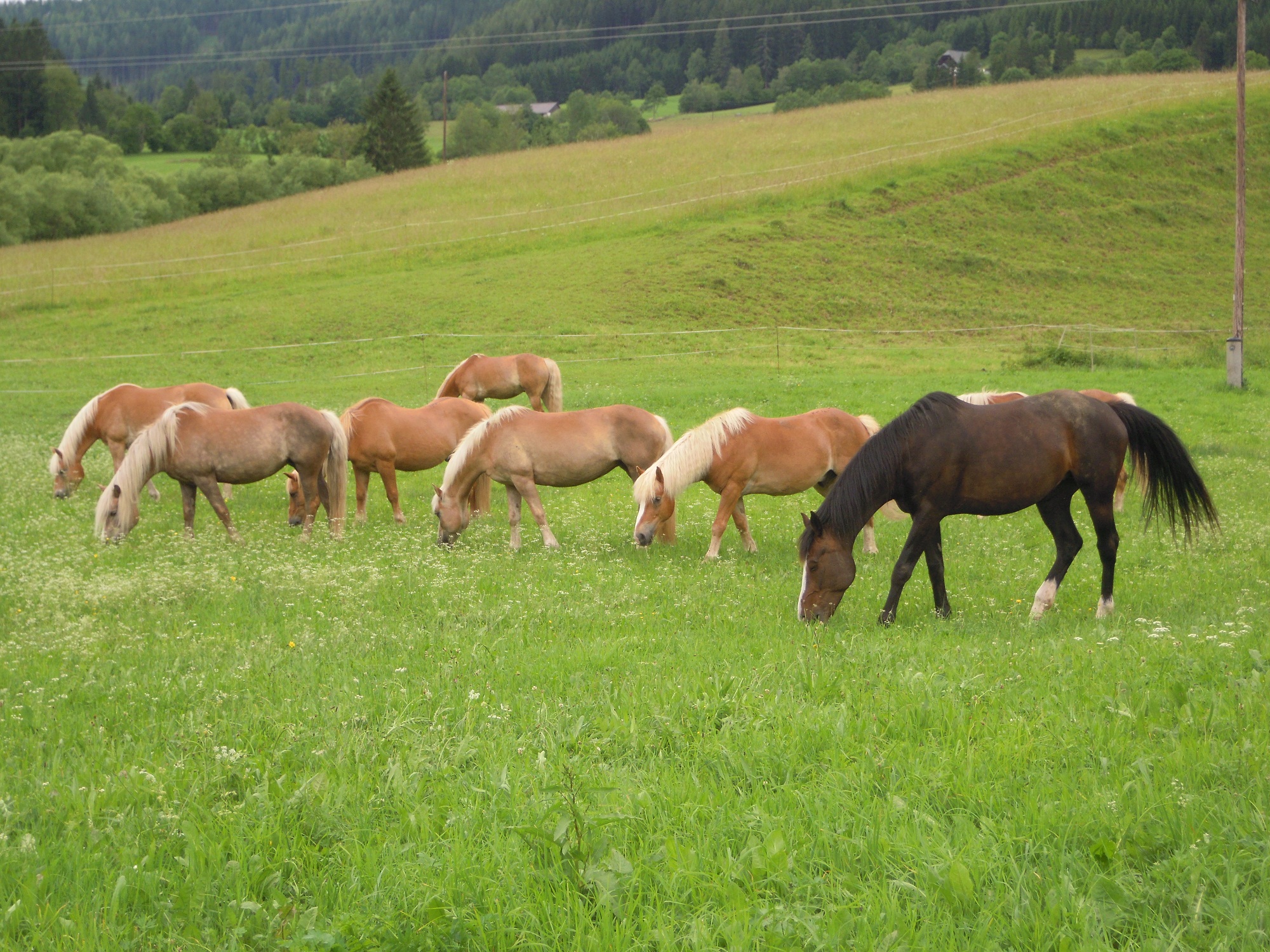 Pferde